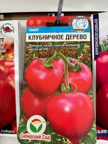 рассада помидор купить: Семена помидоров по 25 сомов «Джина ТСТ» «Лонг кипер» «Янтарное — 7
