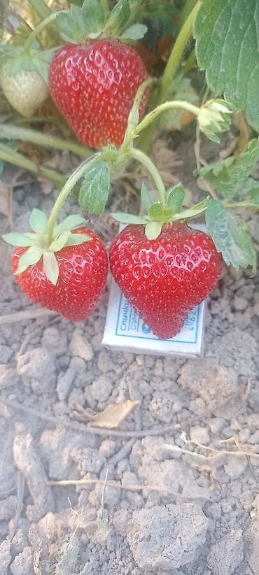 сирень саженцы: Рассада садовой земляники (клубники) с открытой корневой системой. - — 3