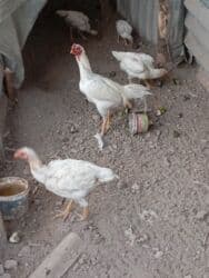 Аквариумы: Семейства — 3