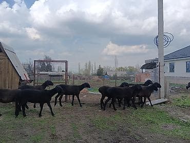 С/х животные и товары: Продаю | Ягненок | Арашан | Для разведения | Ярка — 1