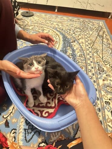 котенок шиншилла цена: Породасыз, 2 айлык, Ургаачы, Лотокко барууга үйрөтүлгөн — 4