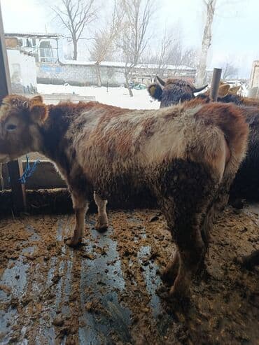 Продаю | Тёлка | Полукровка | На откорм | Привязанные