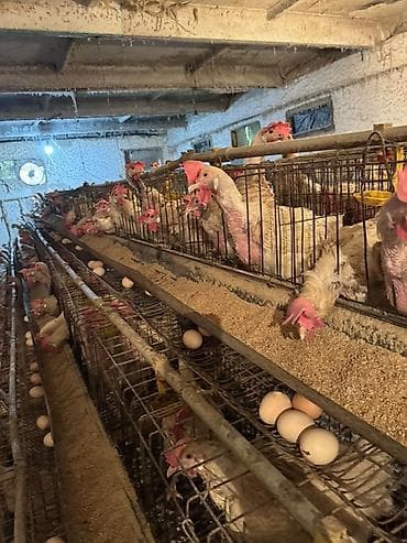 пчело ящик: Продаю | Куры | Леггорн | Несушки — 4