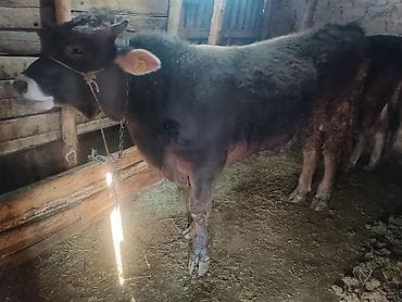 карова симентал: Продаю | Бык (самец) | Швицкая | Для разведения | Племенные — 1