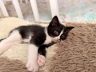 чёрные кошки: Кошка даром: Беспородная, 2 месяца, Девочка — 1