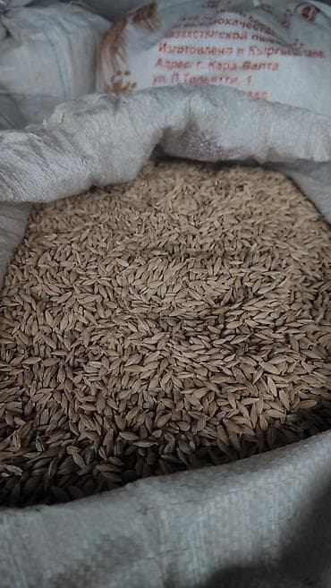 продам яблоки: Ячмень Арпа УРУК тазаланган 2 тонна дай бар БААСЫН СУЙЛОШОБУЗ ЖАКШЫ — 1