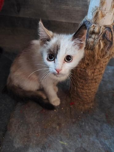 2 месяца, Мальчик, Приучена к лотку, С прививками at lalafo.kg 2 месяца, Мальчик, Приучена к лотку, С прививками