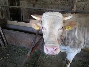 где купить черепаху: Продаю | Бык (самец) | На откорм, На забой, Для разведения — 4