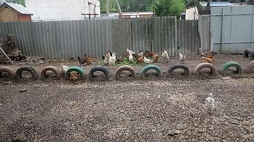 продаю бролеров: Продаю | Куры | Домашняя | Для разведения — 2