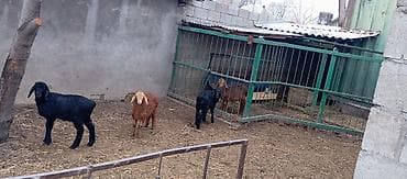 полша ат: Продаю | Овца (самка) | Арашан | Для разведения | Племенные — 2