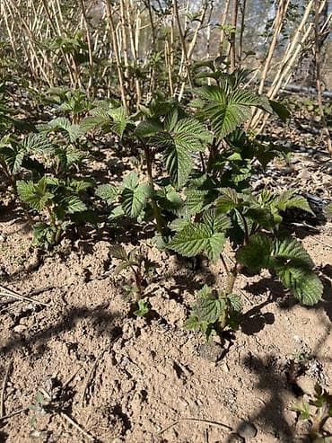 бетон чолпон ата: Малина кочот сатылат сорт пшехиба элитный сорт — 1