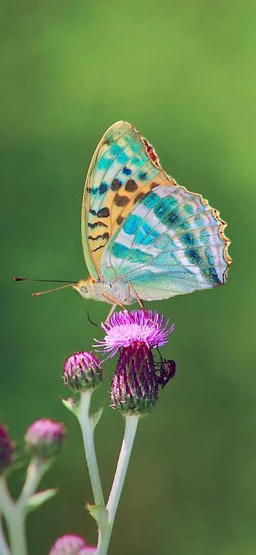 кукуруза беловодское: Ищю дом под квартиру желательно в селе новониколаевка можно вряменку — 1