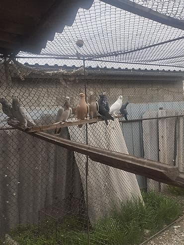 соевой шрот: Продаю голубей!Оптом! — 1