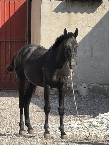 инкубатор курицы: Продаю | Конь (самец), Жеребец, Жеребенок | Полукровка — 1