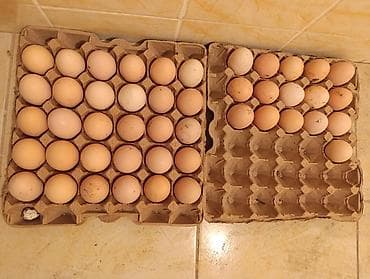 Азык-түлүктөр: Домашние куриные яйца, оплодотворенные - Размер: средние и крупные — 1