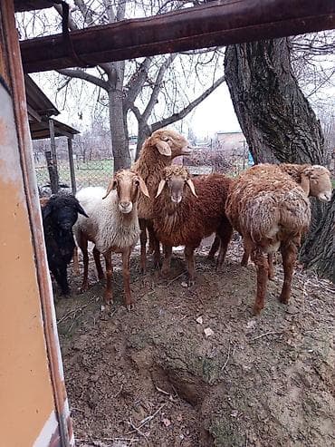 бараний жир: Продаю | Овца (самка), Баран (самец) | Полукровка | Для разведения | Осеменитель — 7