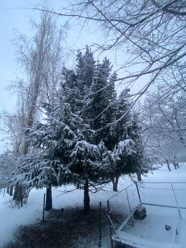 уголь шабыркуль в мешках: Продажа елка длина 5 метр — 3