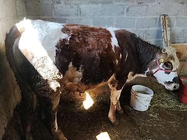 натуральный мёд: Продаю | Корова (самка) | Полукровка | На откорм | Привязанные — 1