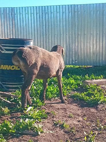 авган кой: Продаю | Овца (самка) | Для разведения — 3