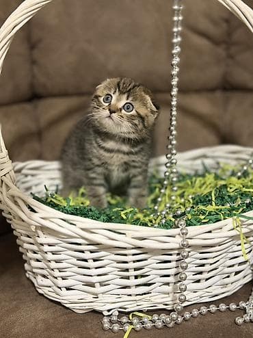 Продажа кошек: Скотиш Фолд (Шотландская вислоухая), 1 месяц, Девочка, Приучена к лотку — 7