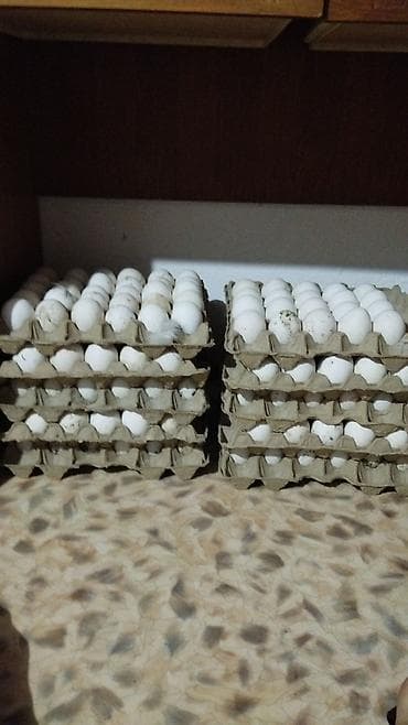 рыбы купить: Инкубационные яйца индейки - Породы: разноцветная домашняя индейка — 1