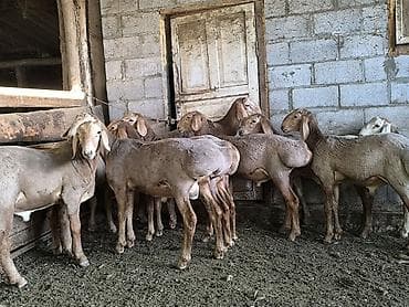 купить собаку лайку: Продаю | Баран (самец) | Арашан — 1