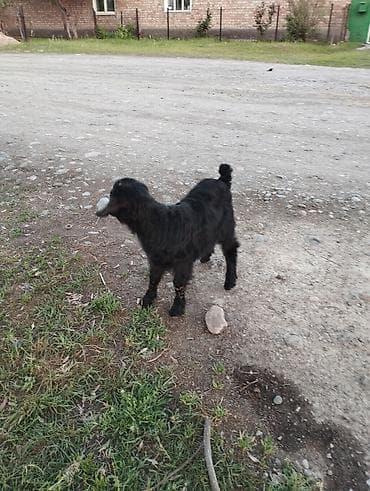 сибо ину: Продаю | Козлёнок | Полукровка | Для разведения | Племенные — 4