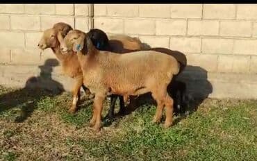 наполнители для кошек: Продаю | Овца (самка) | Арашан, Полукровка | Для разведения — 8