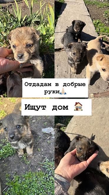 доска объявлений продажа собак: Собака даром: 1 месяц, Самка — 1