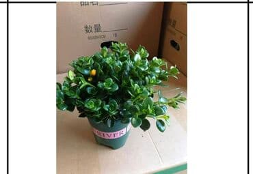 квартира с подселением арча бешик: 2 комнаты, 69 м², Индивидуалка, 2 этаж, Косметический ремонт — 17