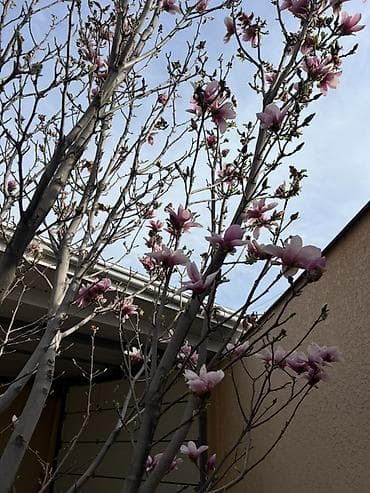 магнолия цветы: Магнолия (декоративное листопадное дерево) с крупными — 2