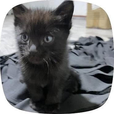 Кошки: 4-Котята домашние, окрас: - черный (2 малыша) — густой бархатный мех — 2