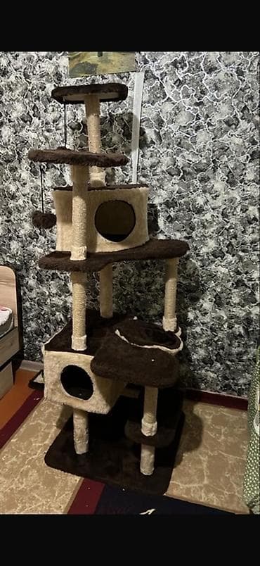 scottish fold: Шотландские вислоухие котята (Scottish Fold), дымчато‑серый окрас. - — 4