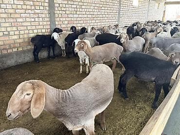 кане корсо собака цена: Продаю | Баран (самец) | На забой — 6