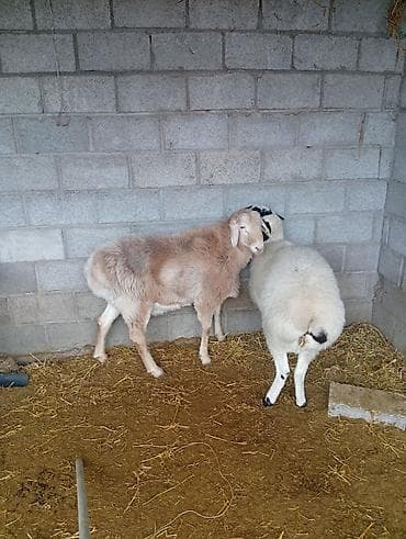Другие животные: Продаю | Овца (самка) | Для разведения — 1