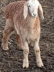 корм доя собак: Сатам | Козу | Арашан | Көбөйтүү үчүн | Ургаачы — 9