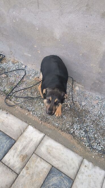 акита ину цена: Отдам хорошую руки хороший звонок — 3