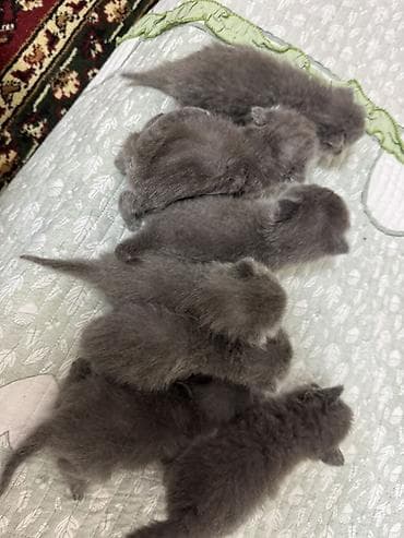 котята рыжие: Предлагаются к продаже шотландские вислоухие кошки и котята. Взрослая — 4