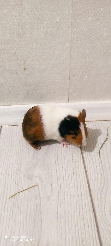 кошка мышык: Морские свинки (классические гладкошёрстные), триколор и бико́лор — 2