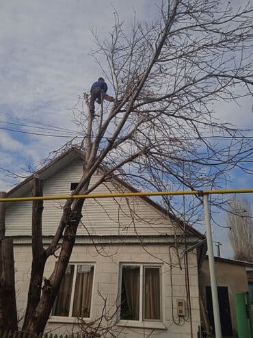 кресло барбер: Профессионально оперативно быстро спил любой сложности. Без выходных — 9