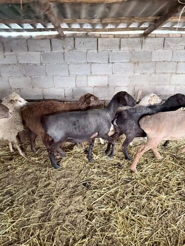 продажа щенков немецкой овчарки с документами в бишкеке: Сатам | Ургаачы кой (ургаачы) | Союуга, Көбөйтүү үчүн | Ургаачы, Токту — 9