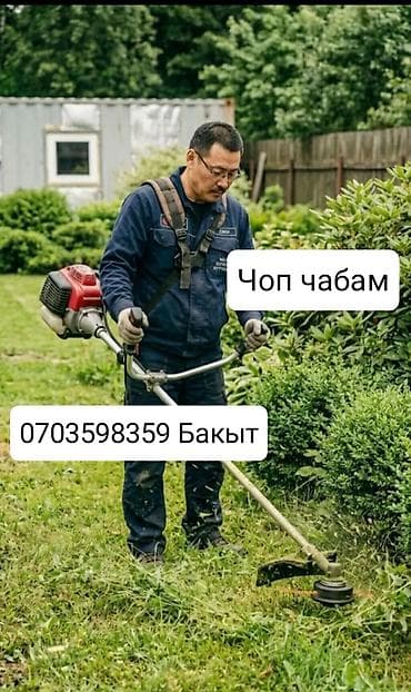 Услуги садовника и озеленение. - Формовочная стрижка хвойных: ель