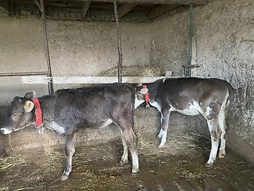 карова быки: Продаю | Бык (самец) | На откорм — 2