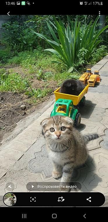 все животные: Котята с вислоухими ушками от домашней кошки-скоттиш (на фото с — 5