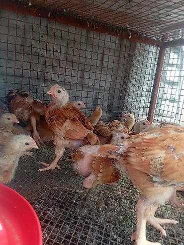 куплю корм для животных: Продаю | Цыплята | На забой — 7