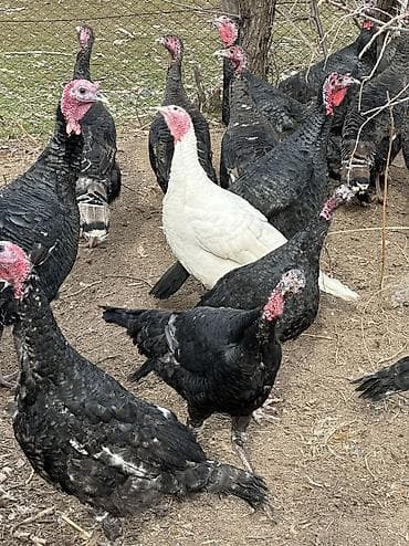 Кошки: Продаю | Индюшка (самка), Индюк (самец) | Черный принц, Северокавказская | На забой, Для разведения | Племенные — 8