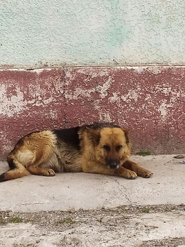 купить собаку доберман в бишкеке: Немецкая овчарка, классический окрас (рыжий с чёрным седлом) — 3