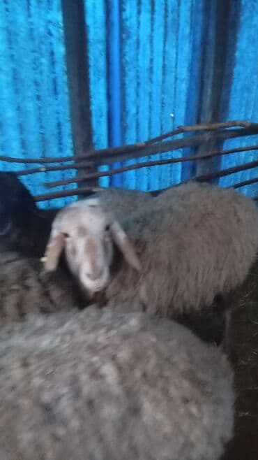 ко шамо куры: Продаю | Овца (самка) | Для разведения | Матка — 5