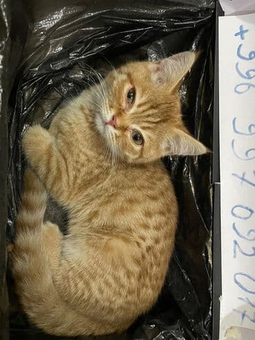 голиштин уйлар: Найден Котёнок, похож на породистого по всей видимости наигрались — 1