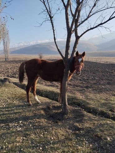седло для осла: Продаю | Конь (самец) | Рабочий — 2
